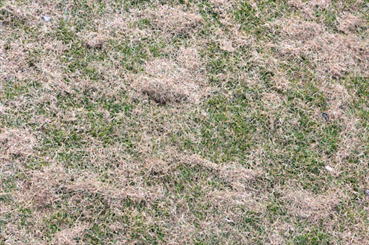 winter lawn damage